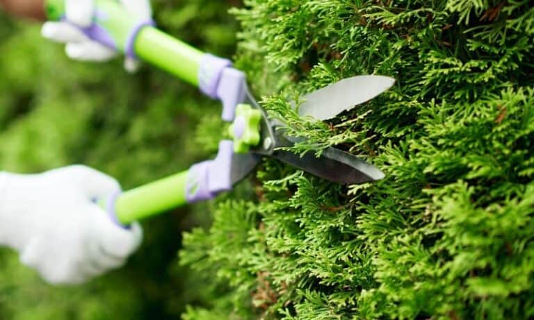 Tree Shape Trimming | Viva Trees