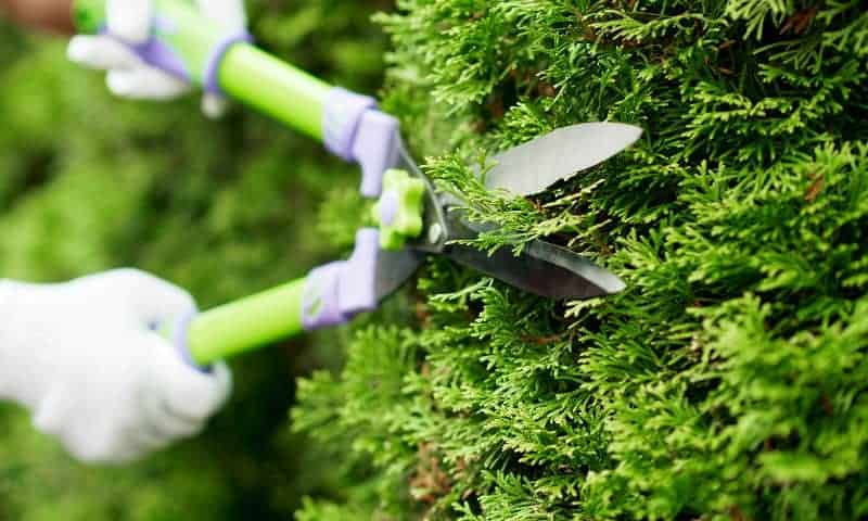 Trimming trees for privacy in backyard