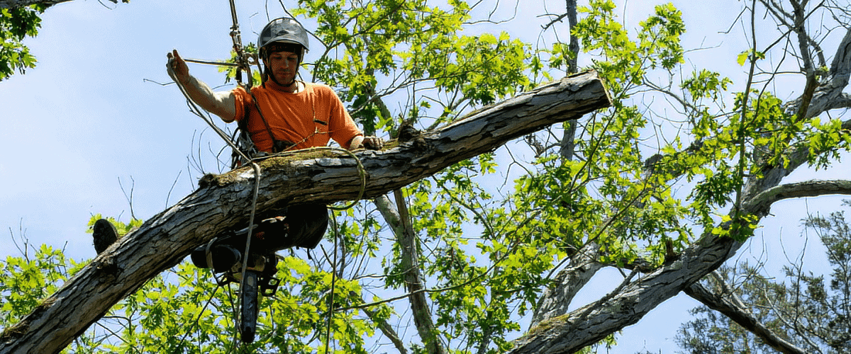 Viva Tree Arborist Pruning Large Tree