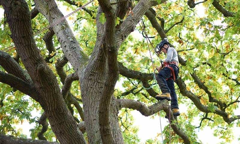 Viva Trees Arborist doing a Residential Risk Assessment