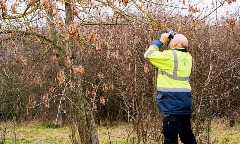 Viva Trees Arborist doing a risk assessment consultation
