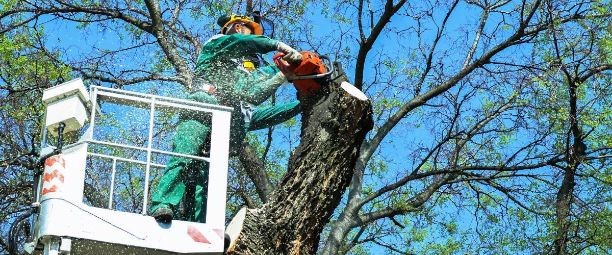 Viva Trees Arborist removing a large tree 