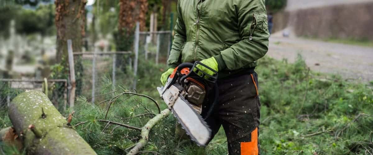 Viva Trees Experienced Tree Service Provider