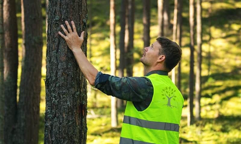 Viva Trees consultant inspecting trees