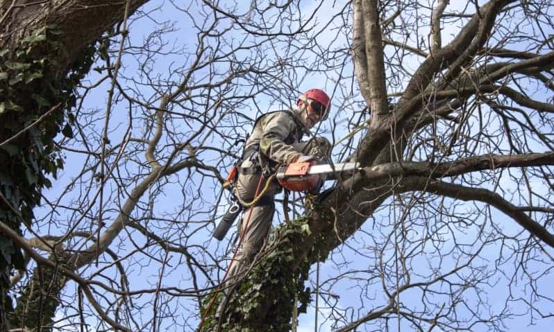Viva Trees tree climber pruning a large oak tree