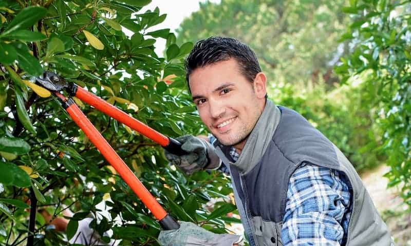 An arborist trimming residential trees