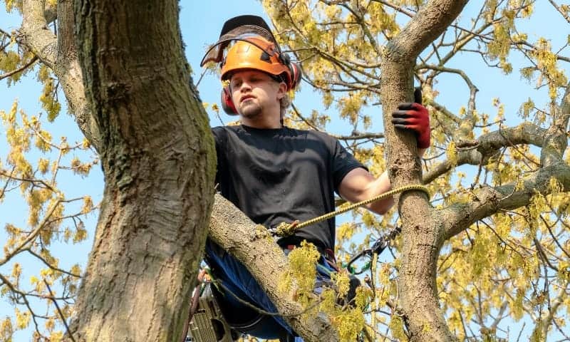 Arborist climbing a tree with safety equipment