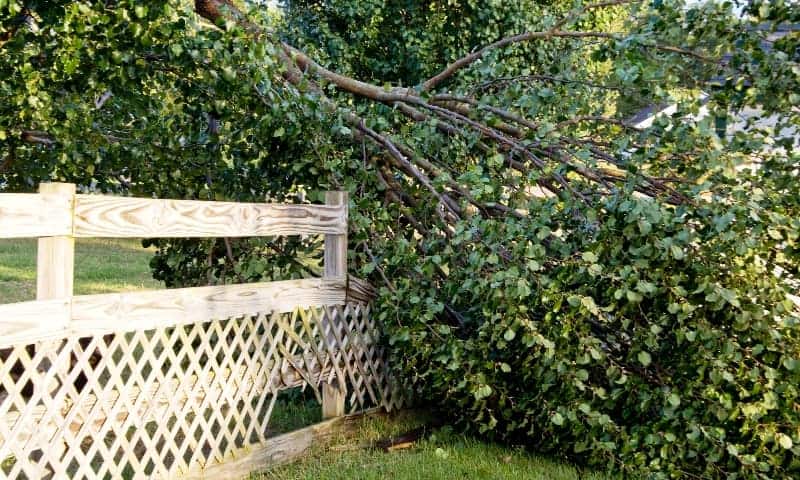 Tree fallen damaging wooden property fence