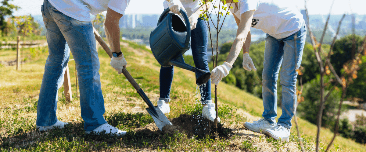 A group of people planting and watering a new tree