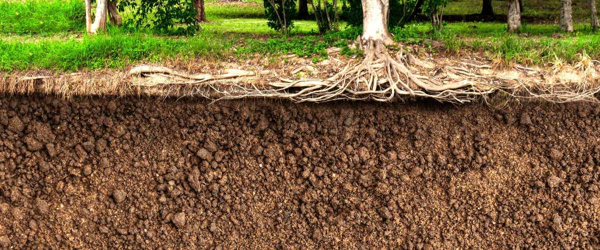 An image of a large tree roots and the ground underneath