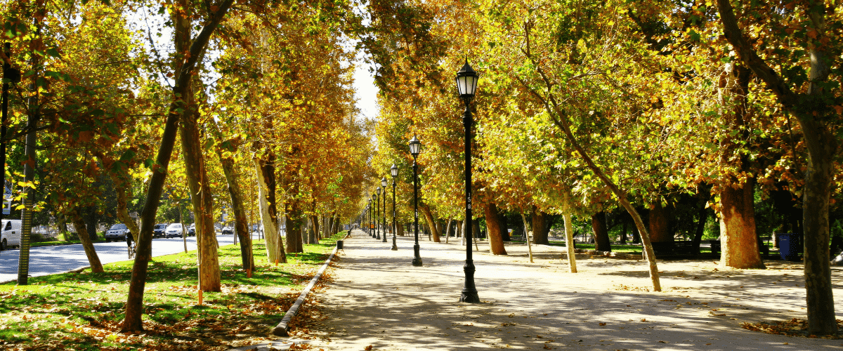 An urban area with beautiful large trees
