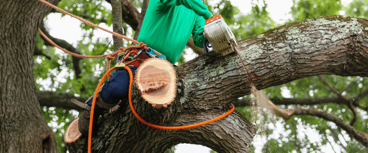 Arborist strapped on a tree using a chainsaw to remove large limb