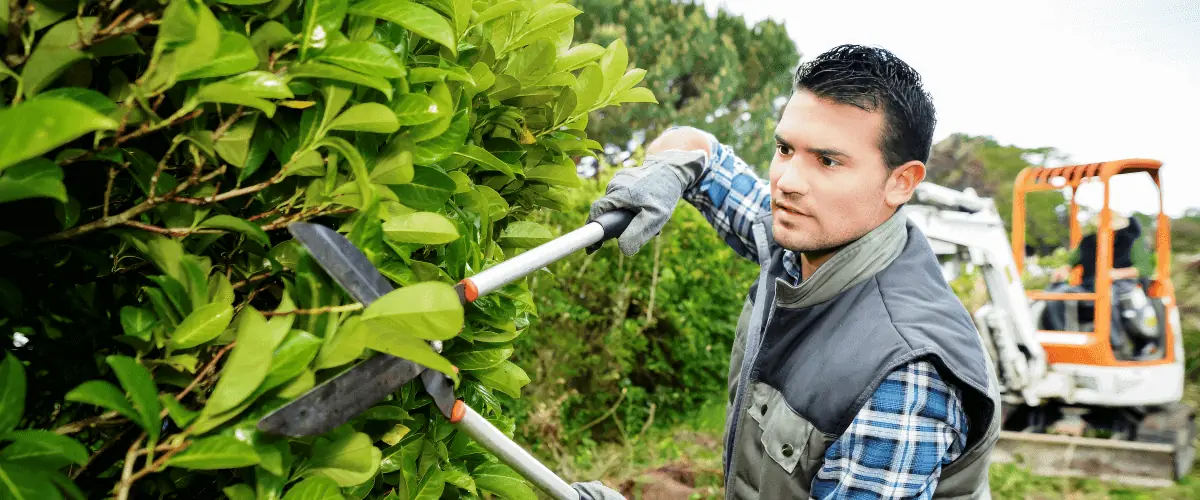 The Ultimate Guide to Tree Care & Maintenance | Viva Trees