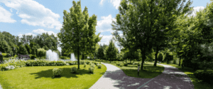 The Ultimate Guide to Tree Care & Maintenance | Viva Trees