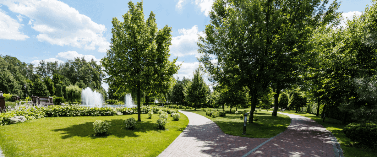 Beautiful large trees in a park
