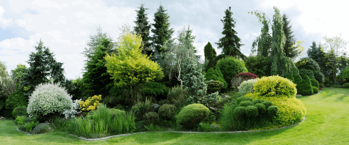 Beautiful yard with mature evergreen trees Beautiful yard with mature evergreen trees
