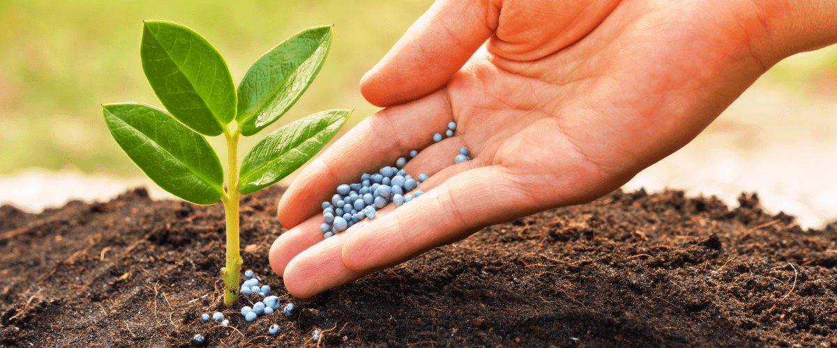 Closeup image of a hand dopping fertilizer pellets on newly planted tree (1) Closeup image of a hand dropping fertilizer pellets on newly planted tree