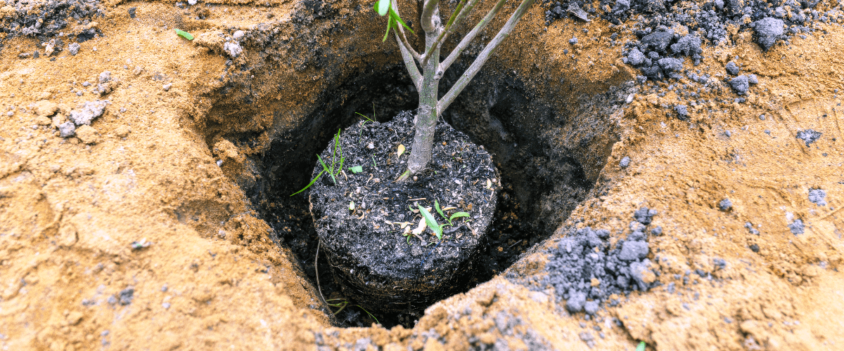 Image of a hole dug and tree put inside before adding the soil