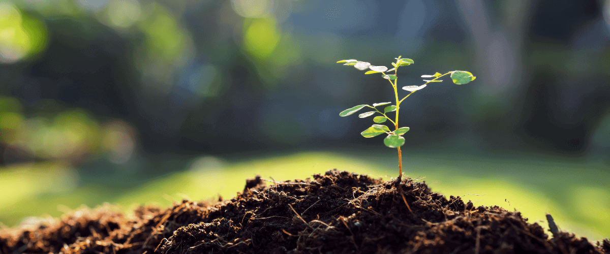 Image of tiny tree growing roots in the soil