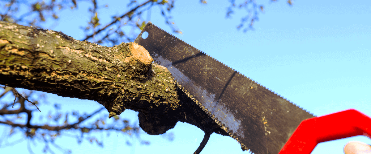The image shows a saw being used to make a pruning cut