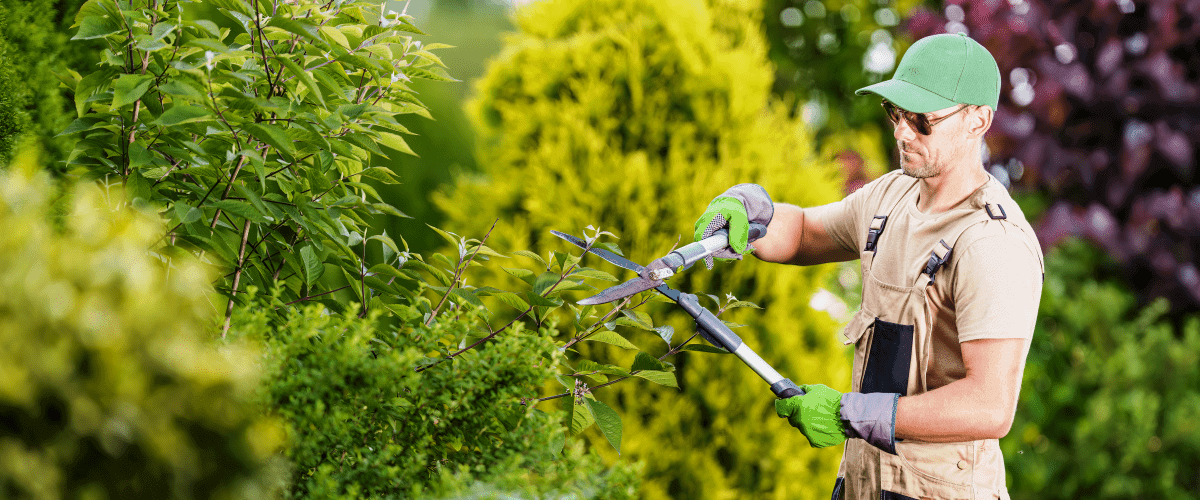 Tree specialist trimming trees in backyard of a home