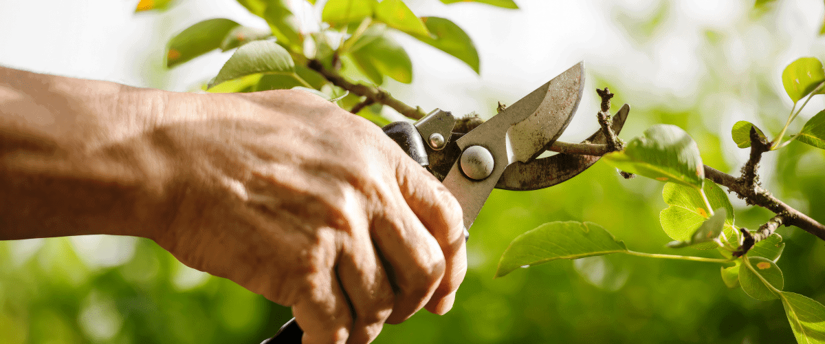 Tree worker using pruners to trim tree branch