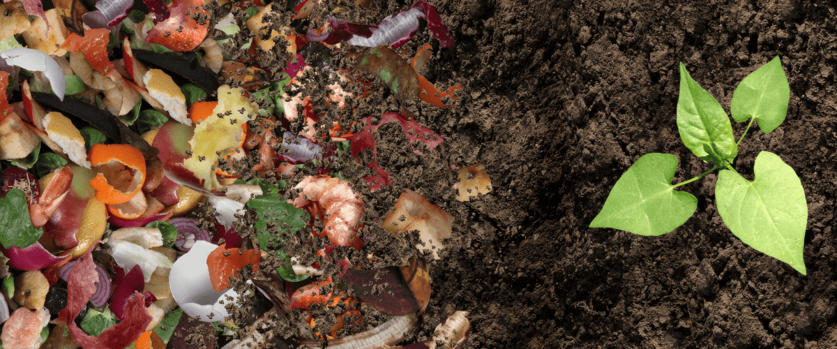 Vegetables and fruits being used to create organic fertilizer